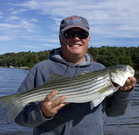 stripers online fishing reports.